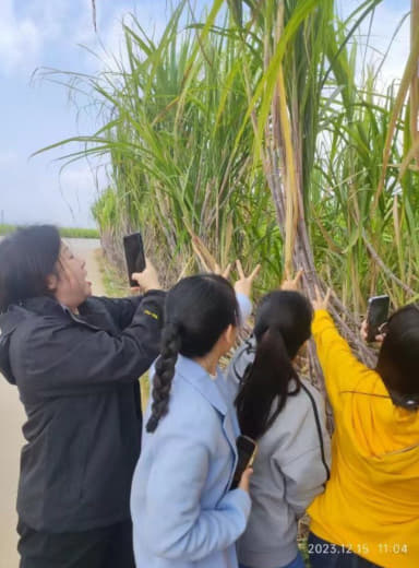 12月14日，习近平在广西来宾甘蔗地考察，摸了一下甘蔗树，目前这片甘蔗...